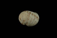 藏品(旋花玉螺)的圖片